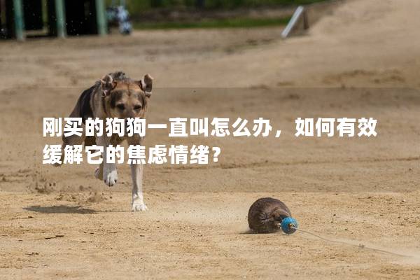 剛買的狗狗一直叫怎么辦，如何有效緩解它的焦慮情緒？