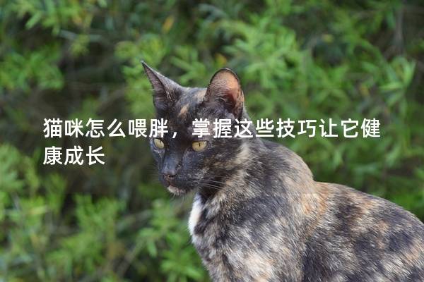 貓咪怎么喂胖，掌握這些技巧讓它健康成長