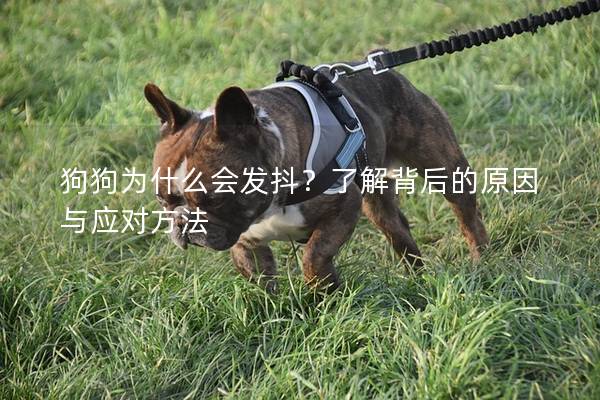 狗狗為什么會(huì)發(fā)抖？了解背后的原因與應(yīng)對(duì)方法