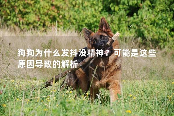 狗狗為什么發(fā)抖沒精神？可能是這些原因導致的解析