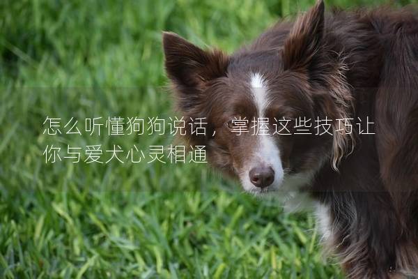怎么聽懂狗狗說話,掌握這些技巧讓你與愛犬心靈相通 怎么聽懂狗狗說話,掌握這些技巧讓你與愛犬心靈相通