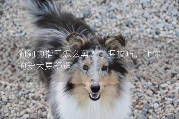 狗狗的指甲怎么剪？掌握技巧，讓你的愛犬更舒適