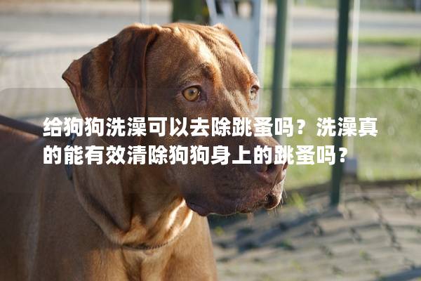 給狗狗洗澡可以去除跳蚤嗎?洗澡真的能有效清除狗狗身上的跳蚤嗎? 給狗狗洗澡可以去除跳蚤嗎?洗澡真的能有效清除狗狗身上的跳蚤嗎?