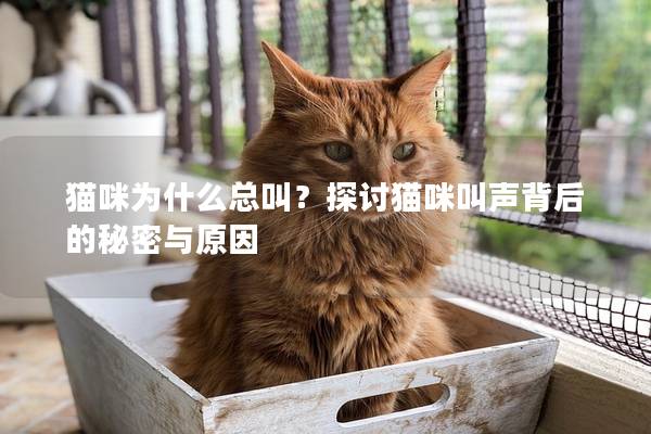 貓咪為什么總叫？探討貓咪叫聲背后的秘密與原因