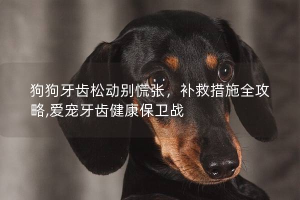 狗狗牙齒松動(dòng)別慌張，補(bǔ)救措施全攻略,愛寵牙齒健康保衛(wèi)戰(zhàn)