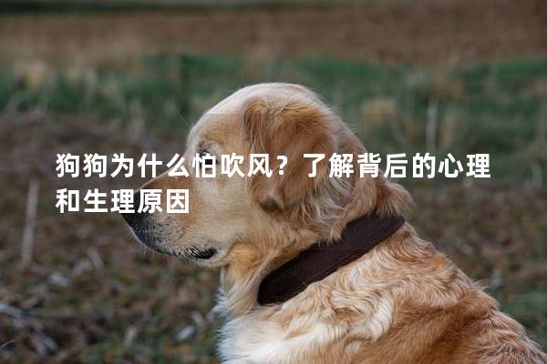 狗狗為什么怕吹風？了解背后的心理和生理原因