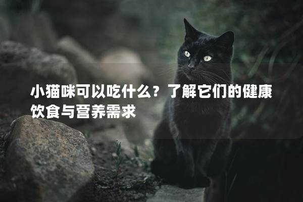 小貓咪可以吃什么？了解它們的健康飲食與營養(yǎng)需求