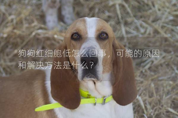 狗狗紅細胞低怎么回事，可能的原因和解決方法是什么？