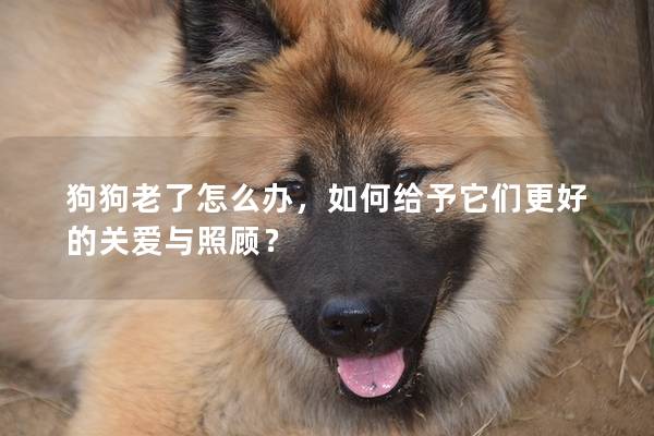 狗狗老了怎么辦,如何給予它們更好的關愛與照顧? 狗狗老了怎么辦,如何給予它們更好的關愛與照顧?