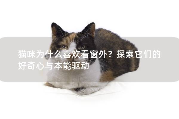貓咪為什么喜歡看窗外？探索它們的好奇心與本能驅(qū)動(dòng)