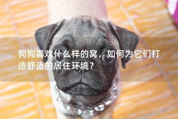 狗狗喜歡什么樣的窩，如何為它們打造舒適的居住環(huán)境？