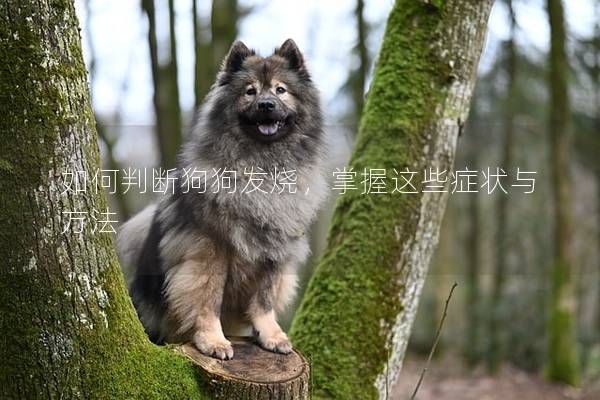 如何判斷狗狗發(fā)燒，掌握這些癥狀與方法