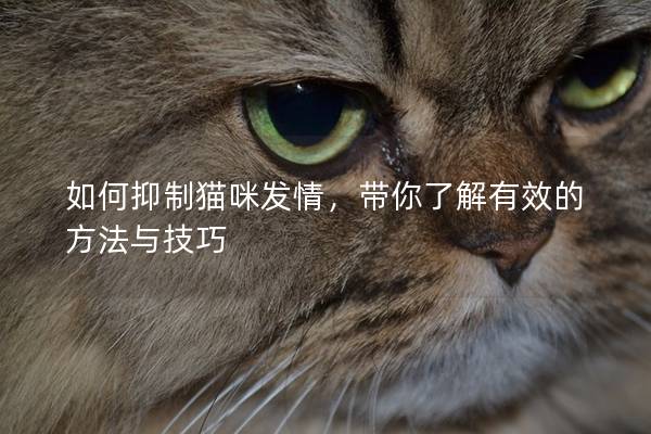 如何抑制貓咪發情，帶你了解有效的方法與技巧