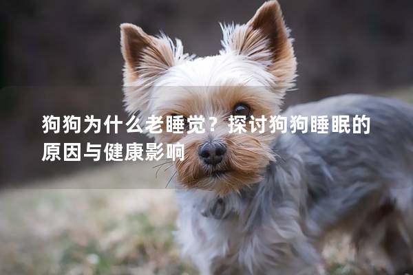 狗狗為什么老睡覺？探討狗狗睡眠的原因與健康影響