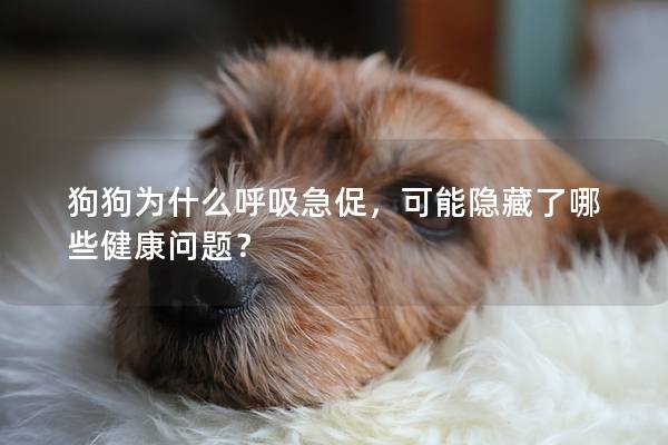 狗狗為什么呼吸急促，可能隱藏了哪些健康問題？