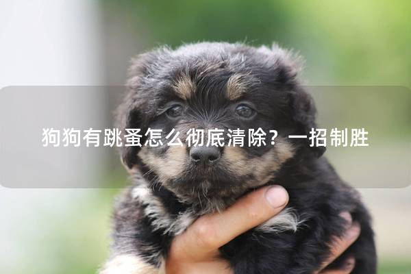 狗狗有跳蚤怎么徹底清除？一招制勝