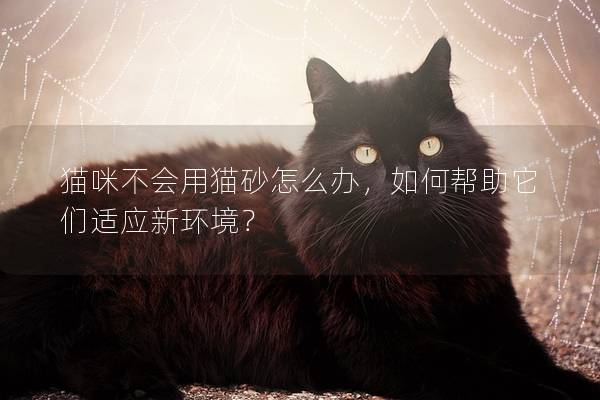 貓咪不會用貓砂怎么辦，如何幫助它們適應新環境？