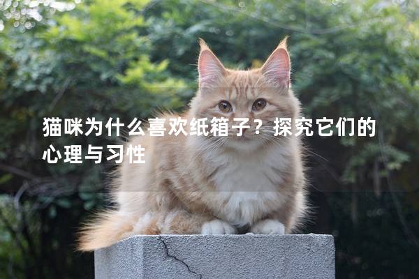 貓咪為什么喜歡紙箱子？探究它們的心理與習性