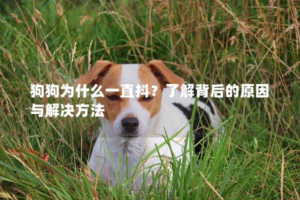 狗狗為什么一直抖?了解背后的原因與解決方法 狗狗為什么一直抖?了解背后的原因與解決方法