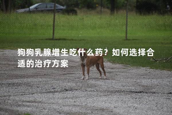 狗狗乳腺增生吃什么藥？如何選擇合適的治療方案