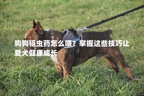 狗狗驅蟲藥怎么喂？掌握這些技巧讓愛犬健康成長