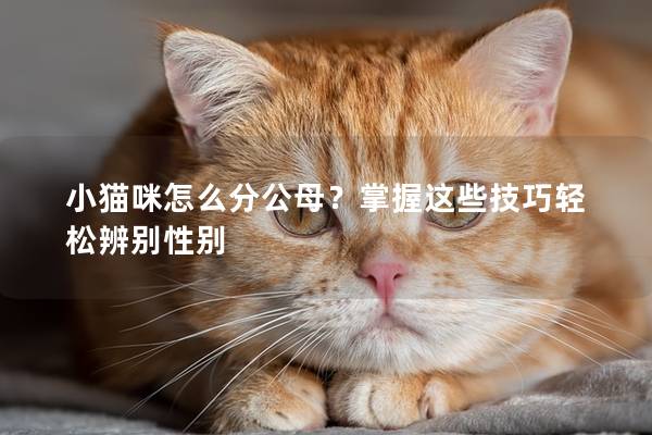小貓咪怎么分公母？掌握這些技巧輕松辨別性別