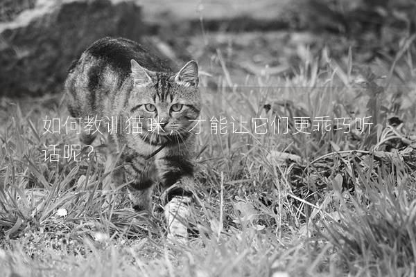 如何教訓貓咪，才能讓它們更乖巧聽話呢？