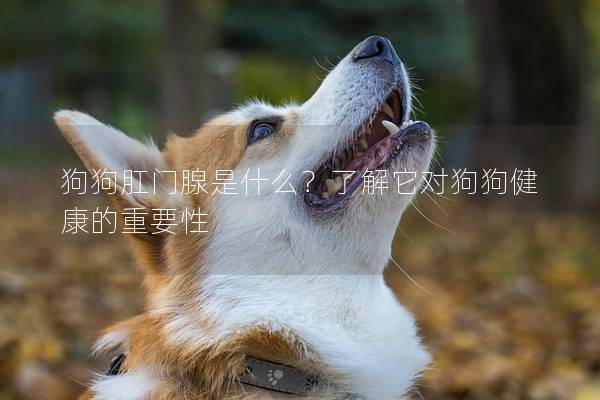 狗狗肛門腺是什么？了解它對狗狗健康的重要性