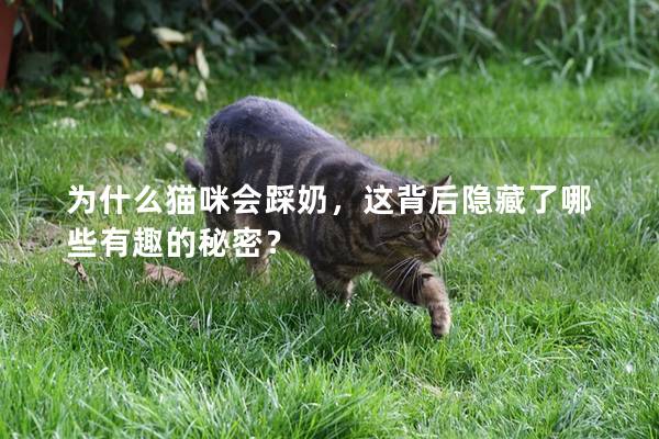 為什么貓咪會踩奶,這背后隱藏了哪些有趣的秘密? 為什么貓咪會踩奶,這背后隱藏了哪些有趣的秘密?