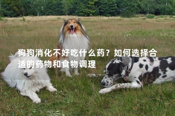 狗狗消化不好吃什么藥？如何選擇合適的藥物和食物調理
