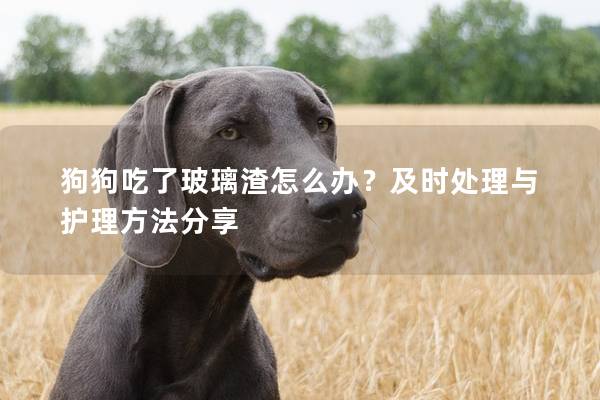 狗狗吃了玻璃渣怎么辦？及時處理與護理方法分享