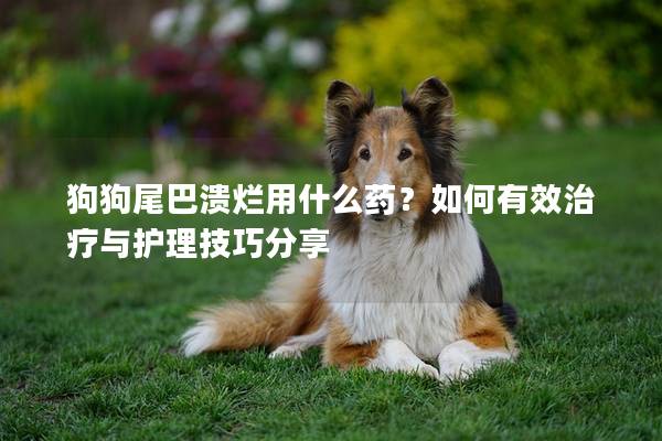 狗狗尾巴潰爛用什么藥？如何有效治療與護理技巧分享