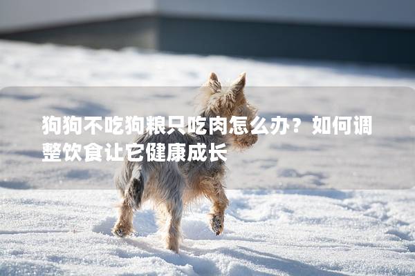 狗狗不吃狗糧只吃肉怎么辦？如何調整飲食讓它健康成長
