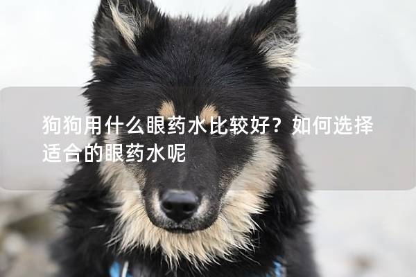 狗狗用什么眼藥水比較好？如何選擇適合的眼藥水呢