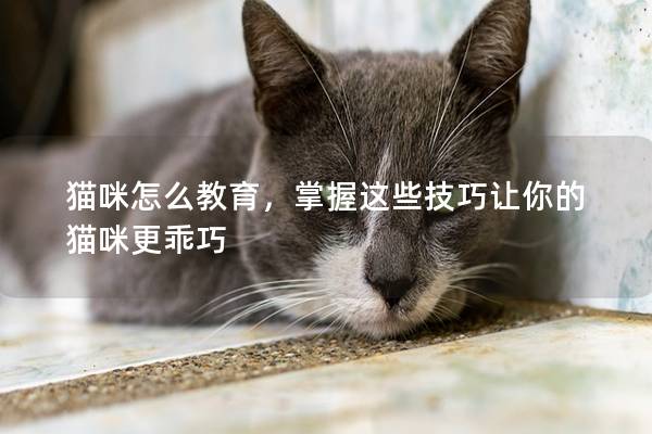 貓咪怎么教育，掌握這些技巧讓你的貓咪更乖巧