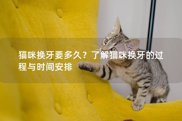 貓咪換牙要多久？了解貓咪換牙的過程與時間安排