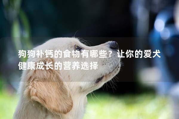 狗狗補鈣的食物有哪些？讓你的愛犬健康成長的營養選擇