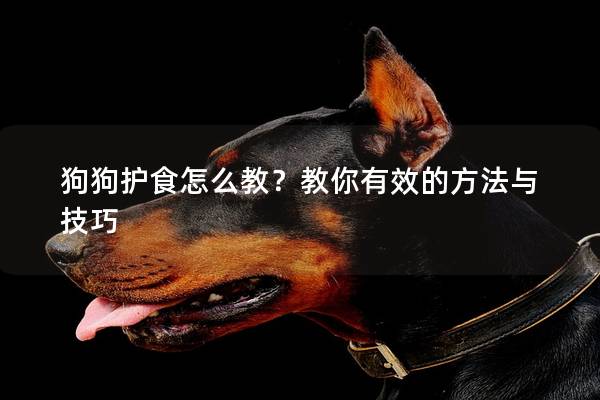 狗狗護食怎么教？教你有效的方法與技巧
