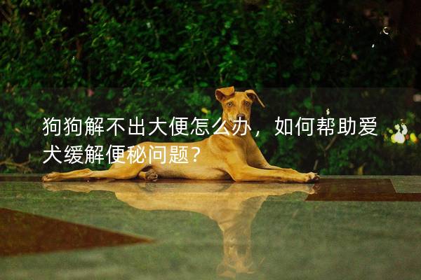 狗狗解不出大便怎么辦，如何幫助愛犬緩解便秘問題？