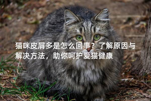 貓咪皮屑多是怎么回事？了解原因與解決方法，助你呵護愛貓健康