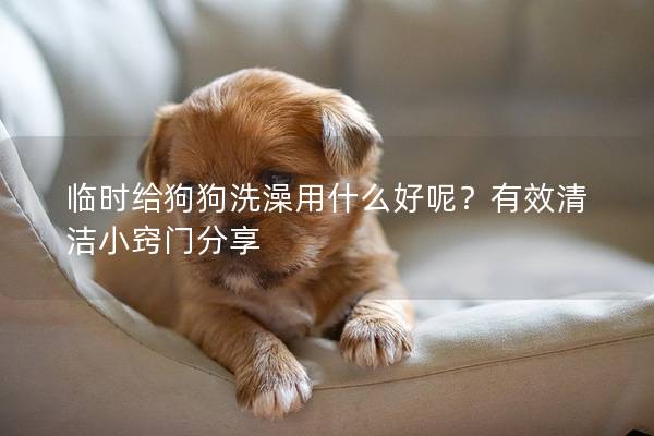 臨時給狗狗洗澡用什么好呢？有效清潔小竅門分享