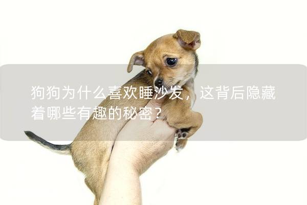 狗狗為什么喜歡睡沙發(fā),這背后隱藏著哪些有趣的秘密? 狗狗為什么喜歡睡沙發(fā),這背后隱藏著哪些有趣的秘密?