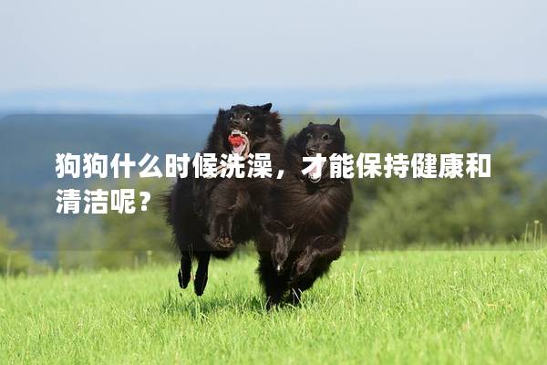 狗狗什么時(shí)候洗澡，才能保持健康和清潔呢？