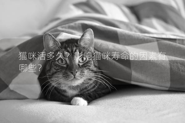 貓咪活多久？影響貓咪壽命的因素有哪些？