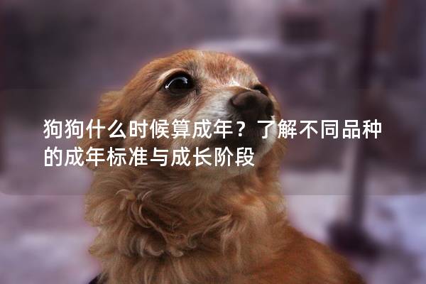 狗狗什么時候算成年？了解不同品種的成年標準與成長階段