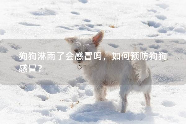 狗狗淋雨了會感冒嗎，如何預防狗狗感冒？