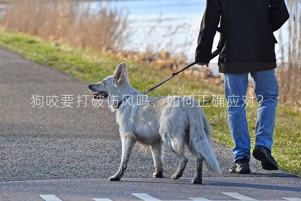 狗咬要打破傷風嗎，如何正確應對？
