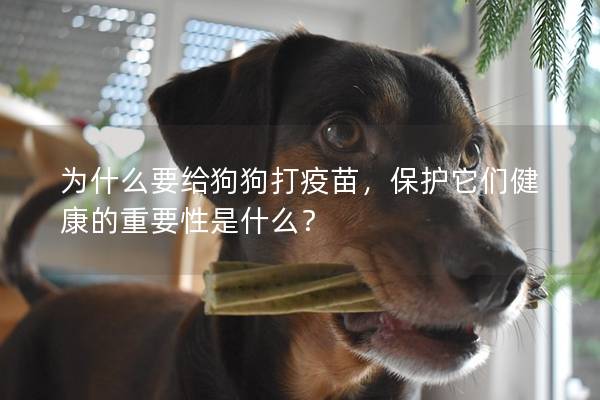為什么要給狗狗打疫苗，保護它們健康的重要性是什么？