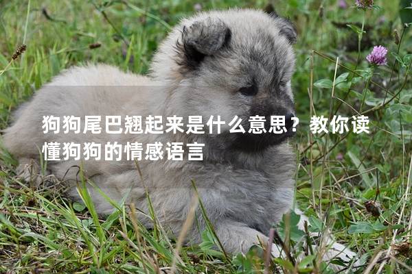 狗狗尾巴翹起來是什么意思？教你讀懂狗狗的情感語言