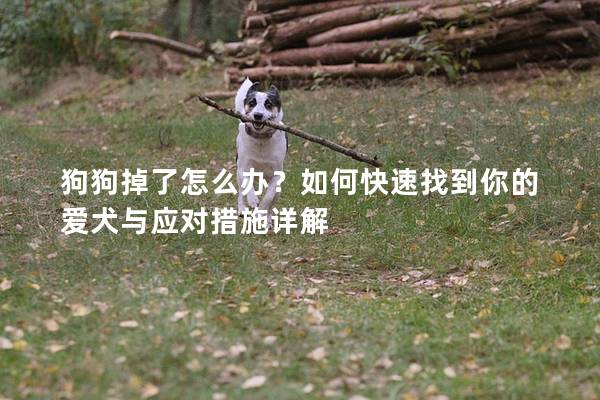 狗狗掉了怎么辦？如何快速找到你的愛犬與應(yīng)對(duì)措施詳解
